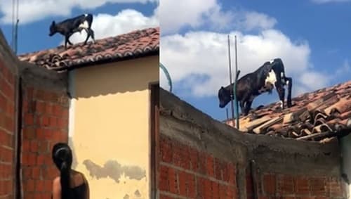 Bezerro surpreende moradores ao caminhar por telhados em Queimadas, Bahia