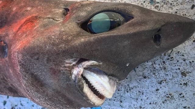Olhos esbugalhados e dentes salientes: Pescador australiano captura tubarão raro que vive no fundo do mar