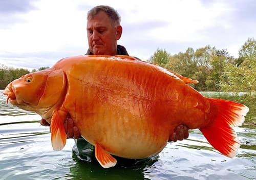 Morre o Maior Peixe-Dourado do Mundo: Carrot, o "Cenoura"