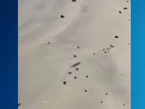 Manchas de óleo são encontradas em praias de Ilhéus