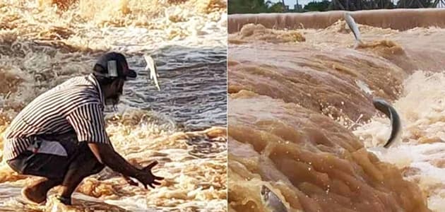 Vida Renasce no Velho Chico: Rio São Francisco testemunha o milagre dos peixes