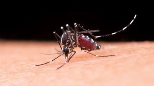 Mortes por dengue na Bahia sobem para 142; Epidemia atinge 27 Cidades