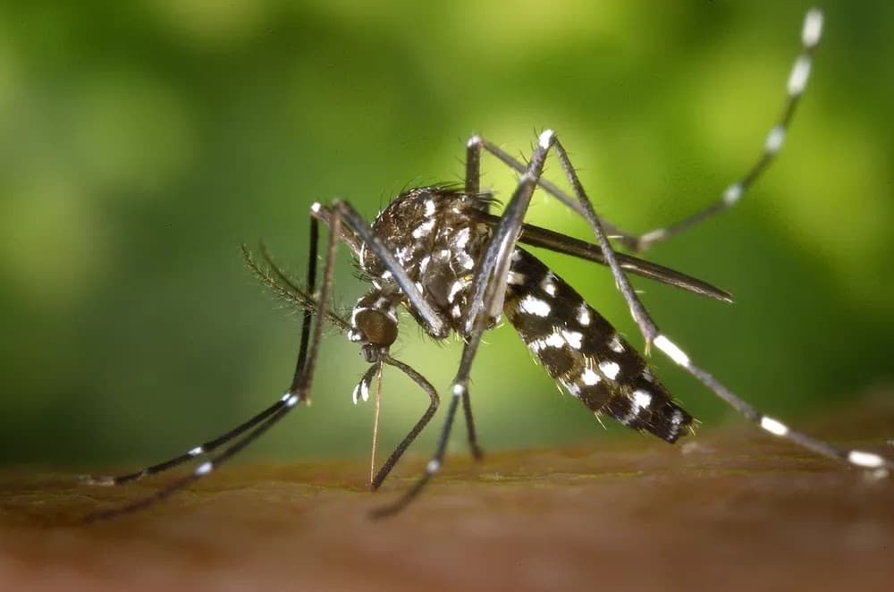 Casos de dengue, chikungunya e zika aumentaram na Bahia em 2022