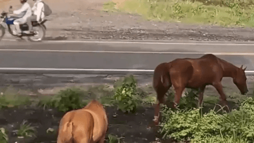 Prefeitura de Serrinha autoriza abate de animais abandonados para combater riscos à saúde e segurança pública