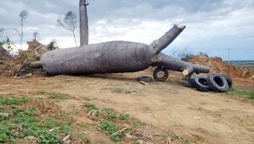 Venda de Barriguda se torna negócio lucrativo na Zona Rural da Bahia