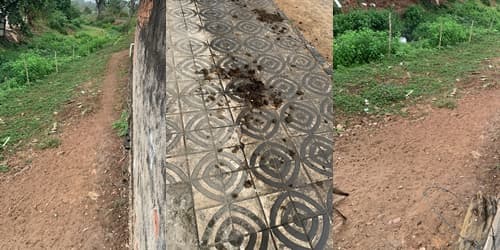 Ibirataia: Animais causam transtornos próximo a residências e órgãos municipais