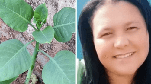 Mulher morre após ingerir planta tóxica confundida com couve