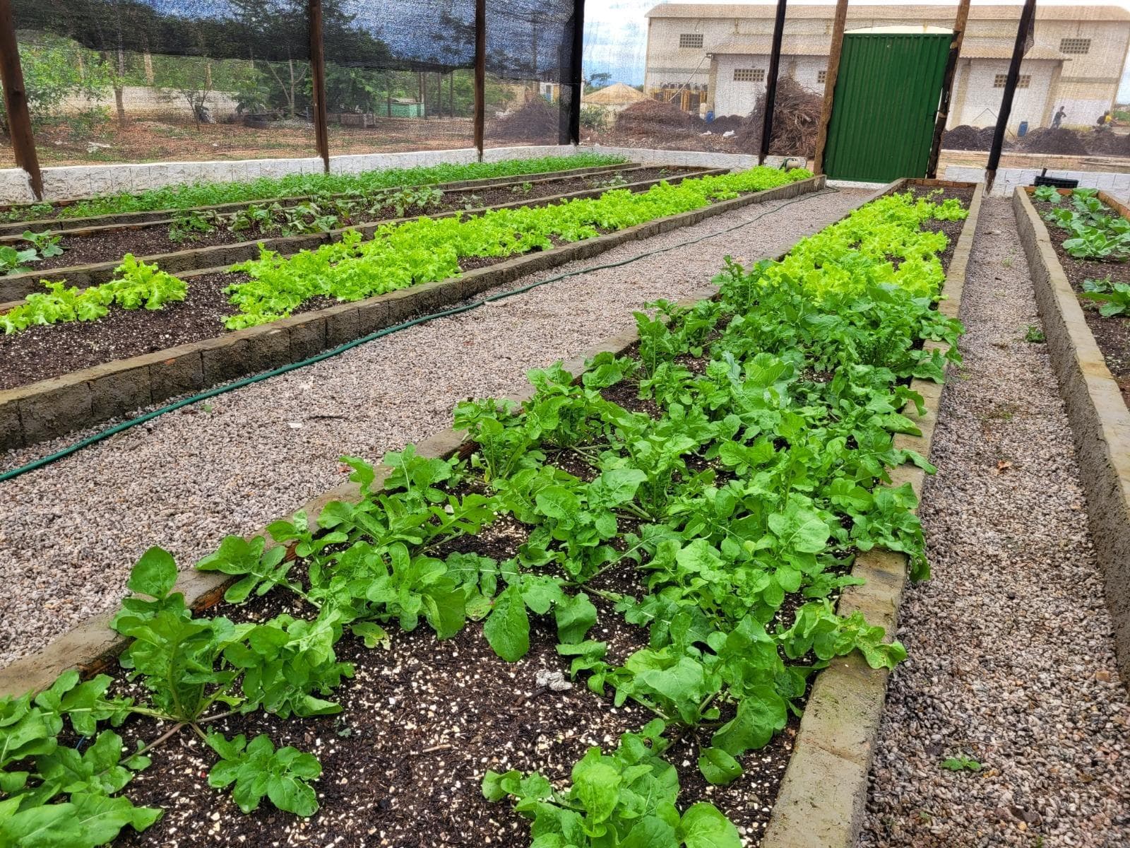 Coleta seletiva em Caetité produz mais de 2 toneladas de adubo natural e mantém colheita sustentável em horta 100% orgânica