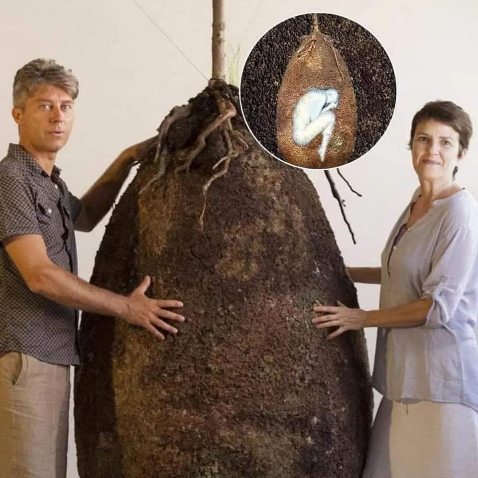 Capsula Mundi; o projeto que promete aos humanos a continuidade do ciclo de vida.