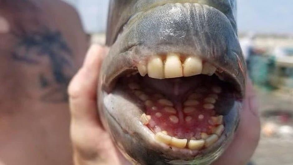 Peixe com ‘dentes humanos’ é capturado nos EUA e surpreende pescadores
