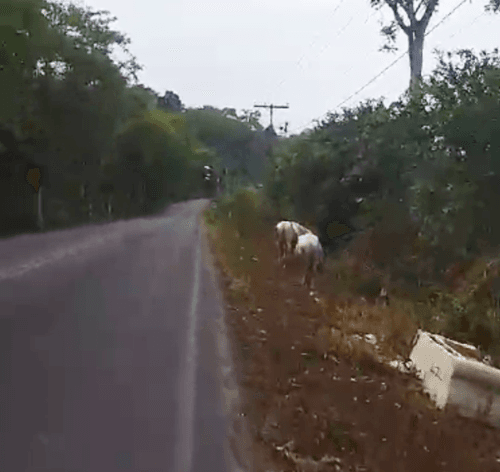 Ibirataia: Morador registra presença perigosa de animais na pista nesta segunda-feira, 27