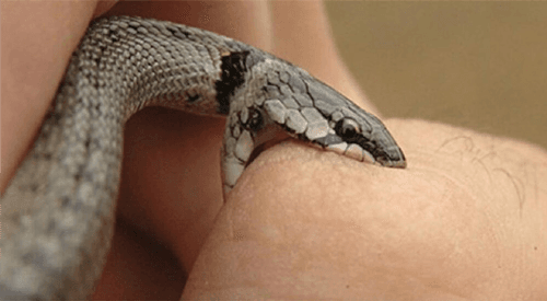 Oito Picadas por Dia: O Alerta das Cobras na Bahia