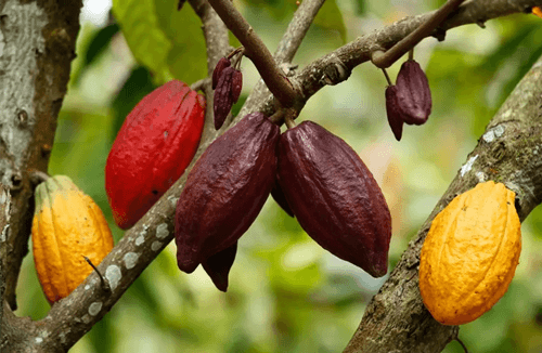 Cacau lidera alta das commodities pelo segundo ano consecutivo, com café e carvão siderúrgico em destaque