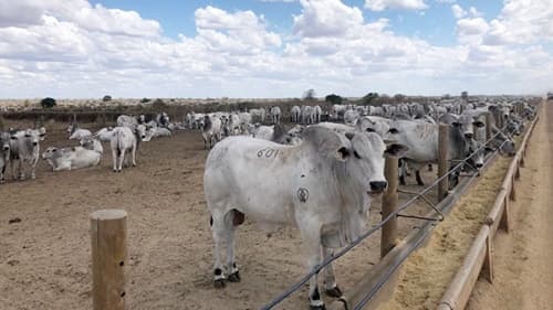 Seca Ameaça Pecuária no Sul da Bahia: Estimativas apontam perda de 10 Mil cabeças de gado