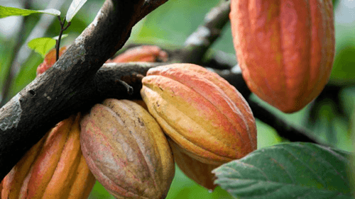Prevenção da Monilíase é essencial para proteger a produção de Cacau na Bahia
