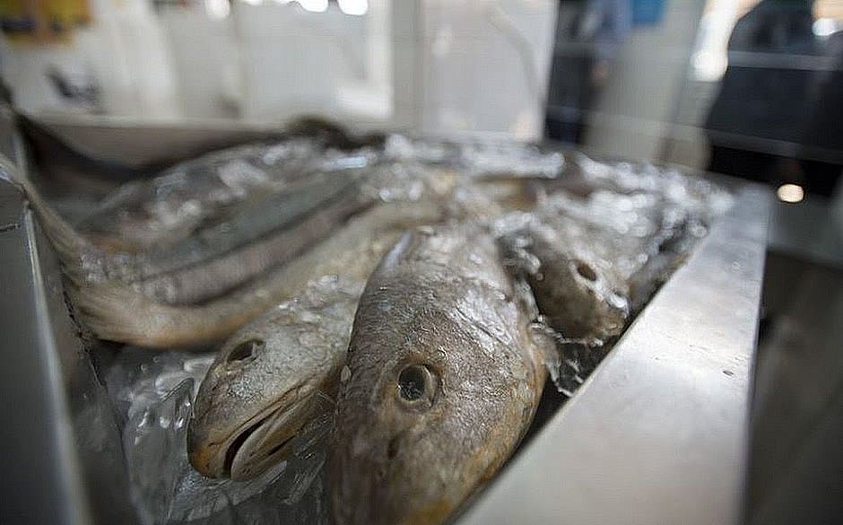 Doença de Haff: especialistas alertam que todo tipo de pescado está sob suspeita