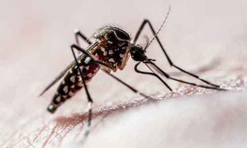 Bahia tem 269 municípios em epidemia de dengue crescimento de 667% em relação ao mesmo período do ano anterior.