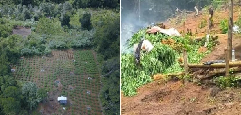 PM localiza plantação de maconha em área rural do Cocão, distrito de Wenceslau Guimarães