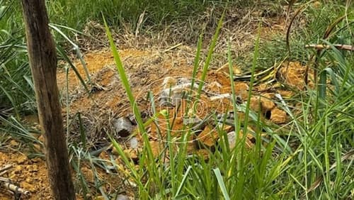 Ipiaú: Corpo humano é encontrado em cova rasa; vítima pode ser motorista de aplicativo