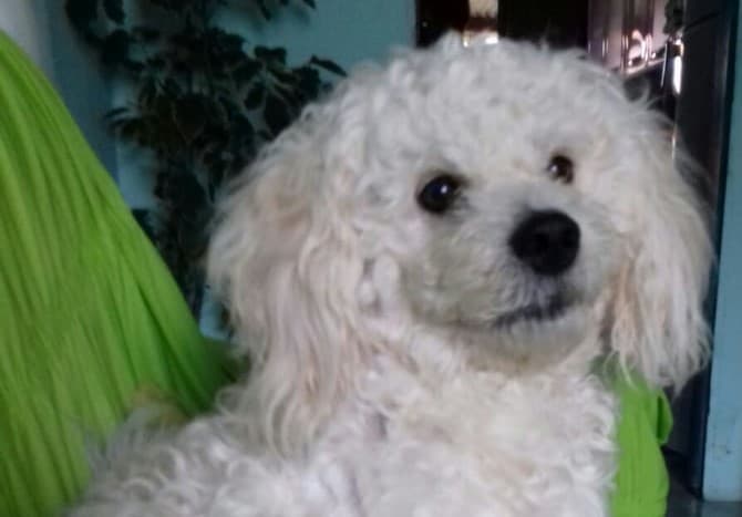 Ibirataia: Dona Enedina procura por Thomas; cão poodle desaparecido neste domingo