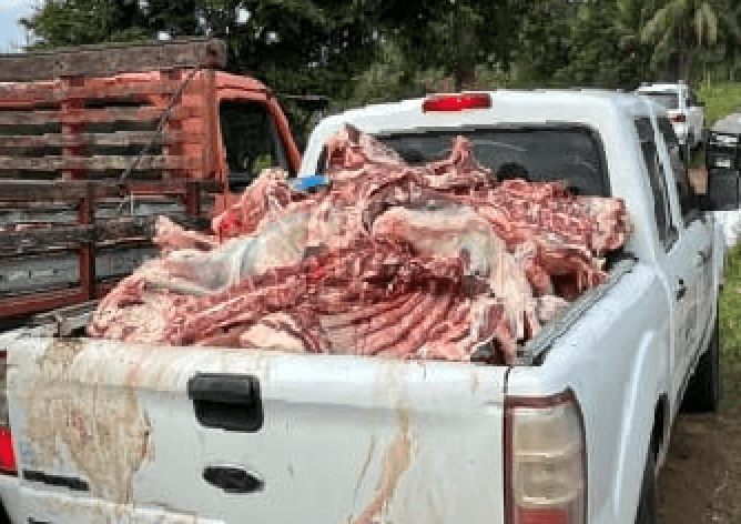 Aurelino Leal: Adab apreende mais de 1 tonelada de carne bovina sem procedência na zona rural
