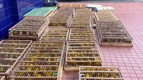 Jequié: PRF apreende 1.100 aves silvestres transportadas ilegalmente na BR-116