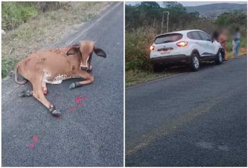 Carro colide com animal bovino na BA-650, motorista sai ilesa