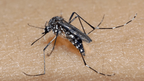 Sobe para 40 número de mortes por dengue na Bahia; epidemia abrange 269 municípios