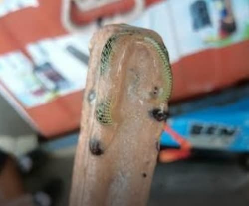 Homem encontra cobra venenosa congelada dentro de picolé