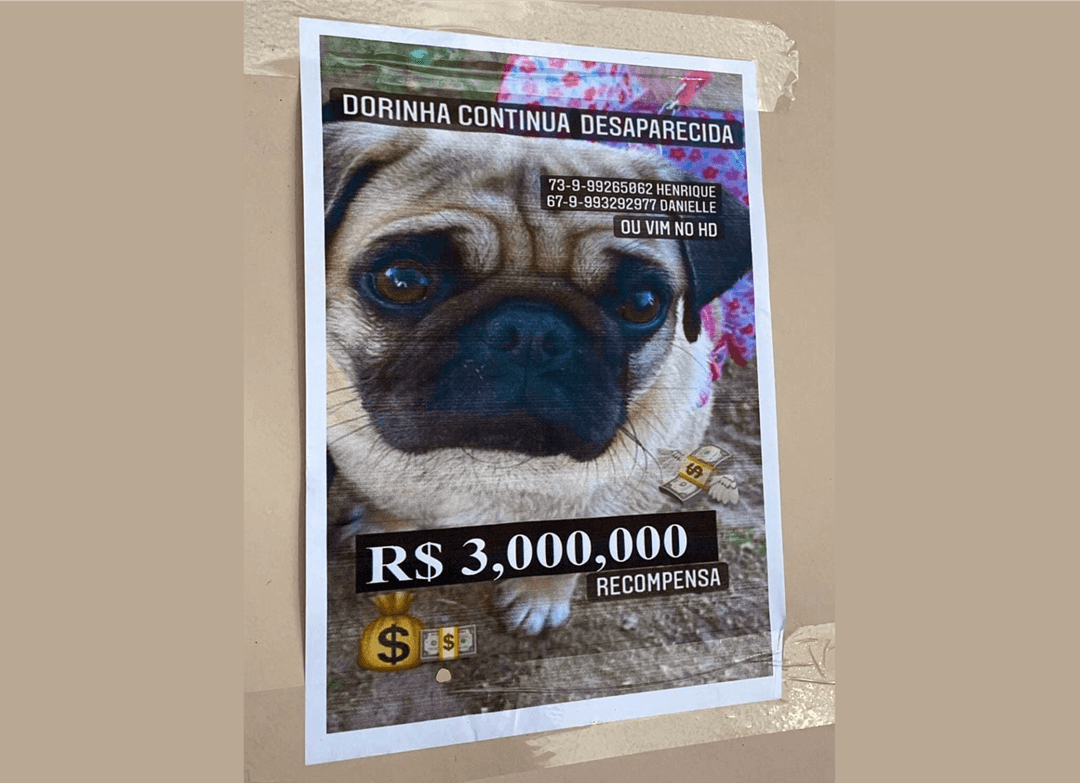 Recompensa de R$ 3 mil para quem encontrar cadela desaparecida em Ibirataia