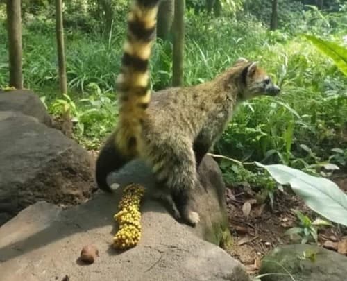 Kopi Luwak: o café raro feito com grãos digeridos por civetas