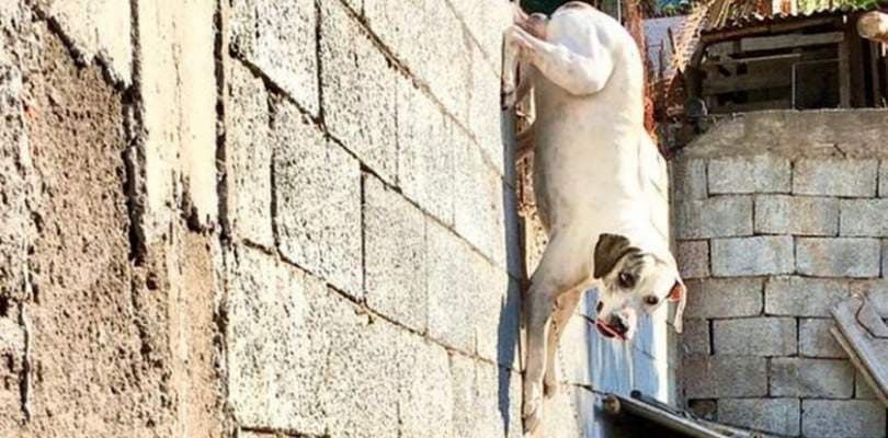 Cachorro fica preso pelo pênis ao tentar pular muro para cruzar com cadela