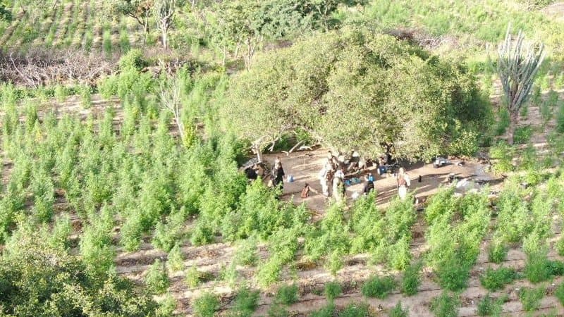 PF destrói cerca de 85 mil pés de maconha em Juazeiro