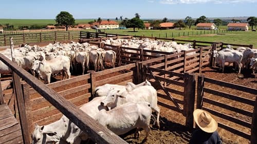 1ª Etapa da Campanha de Vacinação contra a Febre Aftosa começa em abril!