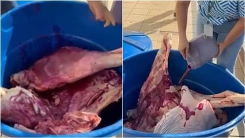Carne estragada com corante: Escândalo em Estabelecimentos de SC