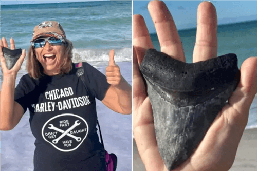 Mulher encontra dente de tubarão pré-histórico em praia na Flórida