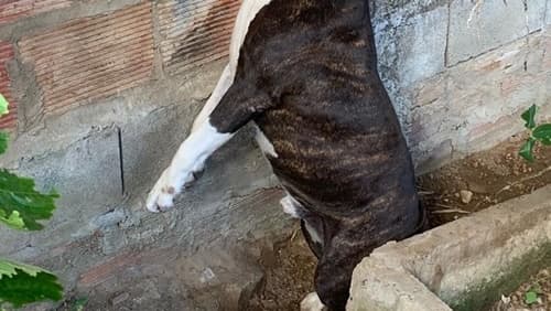 Cão é enforcado durante furto em sítio na cidade de Jequié
