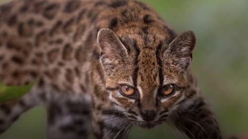 Nova espécie de gato-tigre é identificada nas florestas da Bolívia