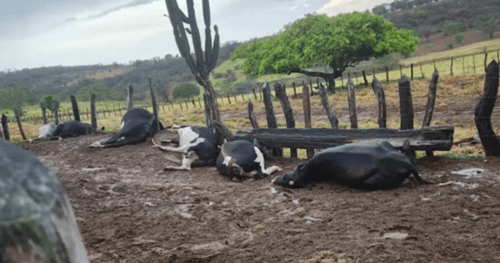Sete animais morrem após serem atingidos por raio na região de Jacobina