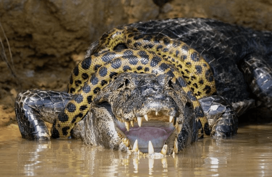 Fotógrafo registra poderoso confronto entre sucuri e jacaré no Pantanal