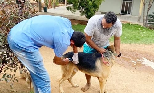 Surto de raiva bovina em Guanambi coloca saúde pública em risco