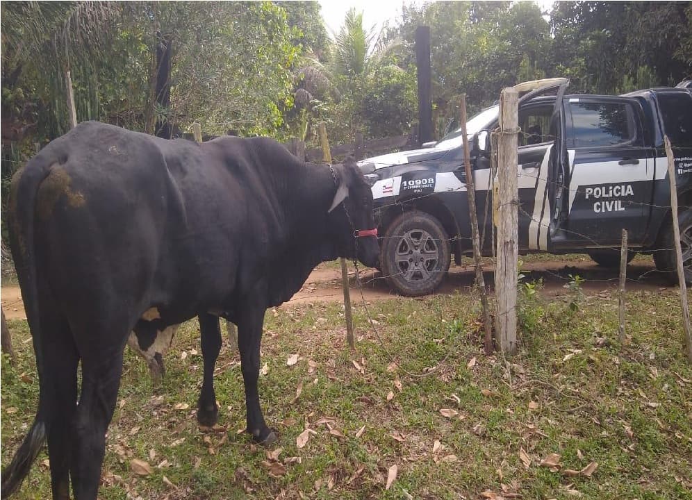Polícia Civil recupera boi furtado e prende homem por receptação em Ipiaú