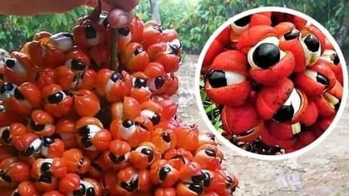 Guaraná: A planta amazônica com fruta que lembra olhos e benefícios energizantes