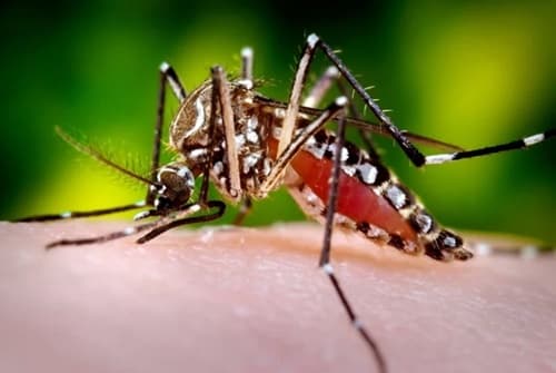 Bahia registra nova morte por dengue e número de casos sobe para 28 no estado
