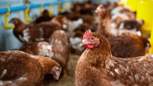Gripe aviária: Governo investiga caso suspeito em ave silvestre de Ilhéus, na Bahia