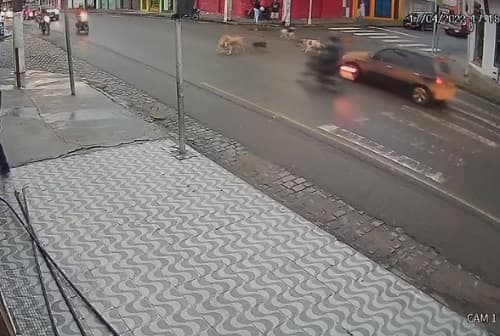 Câmera flagra acidente no centro de Ipiaú envolvendo motocicleta e cães