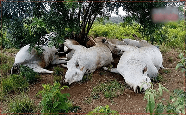 Nove cabeças de gado morrem após serem atingidas na Bahia