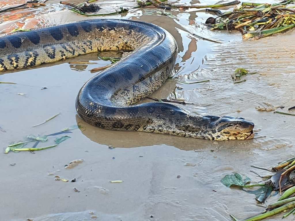Sul da Bahia: Cobra de quase 5 metros é encontrada em praia de Itacaré, vídeo