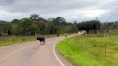 Moradores de Ibirataia e Ipiaú pedem soluções para animais soltos em rodovias