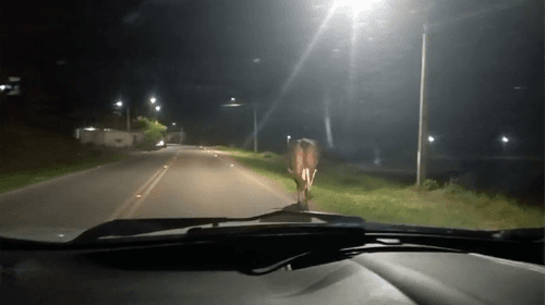 Morador registra presença perigosa de animais na pista em Ibirataia